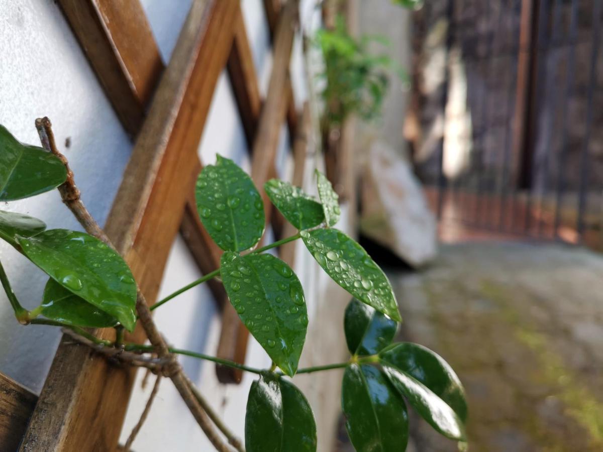 O Refugio - Espaco Natural, Amplo E Privado Angra do Heroísmo Zewnętrze zdjęcie